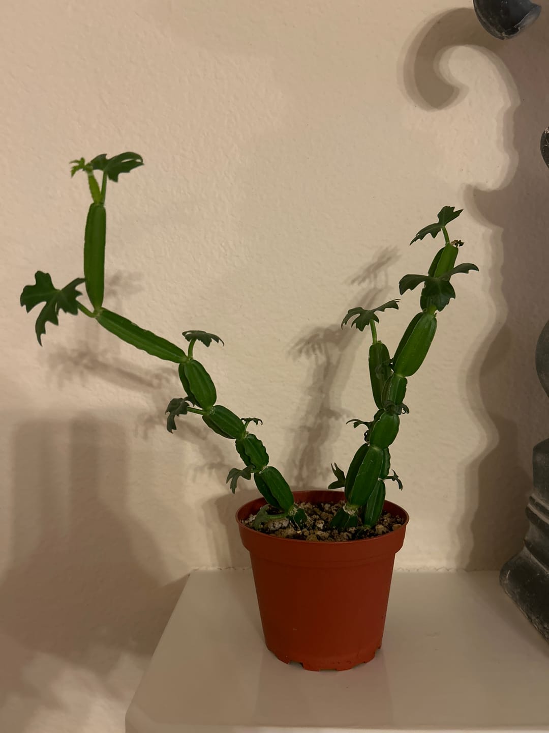 Customer photo review of Cissus quadrangularis