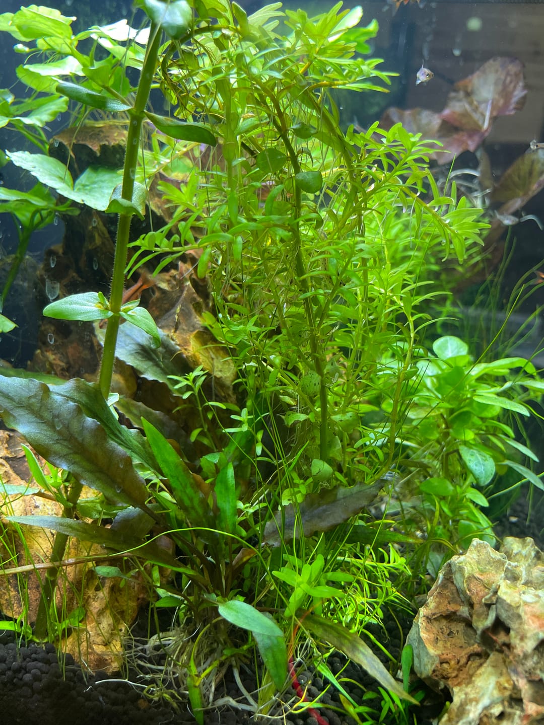 Customer photo review of Cryptocoryne Wendtii 'Green'