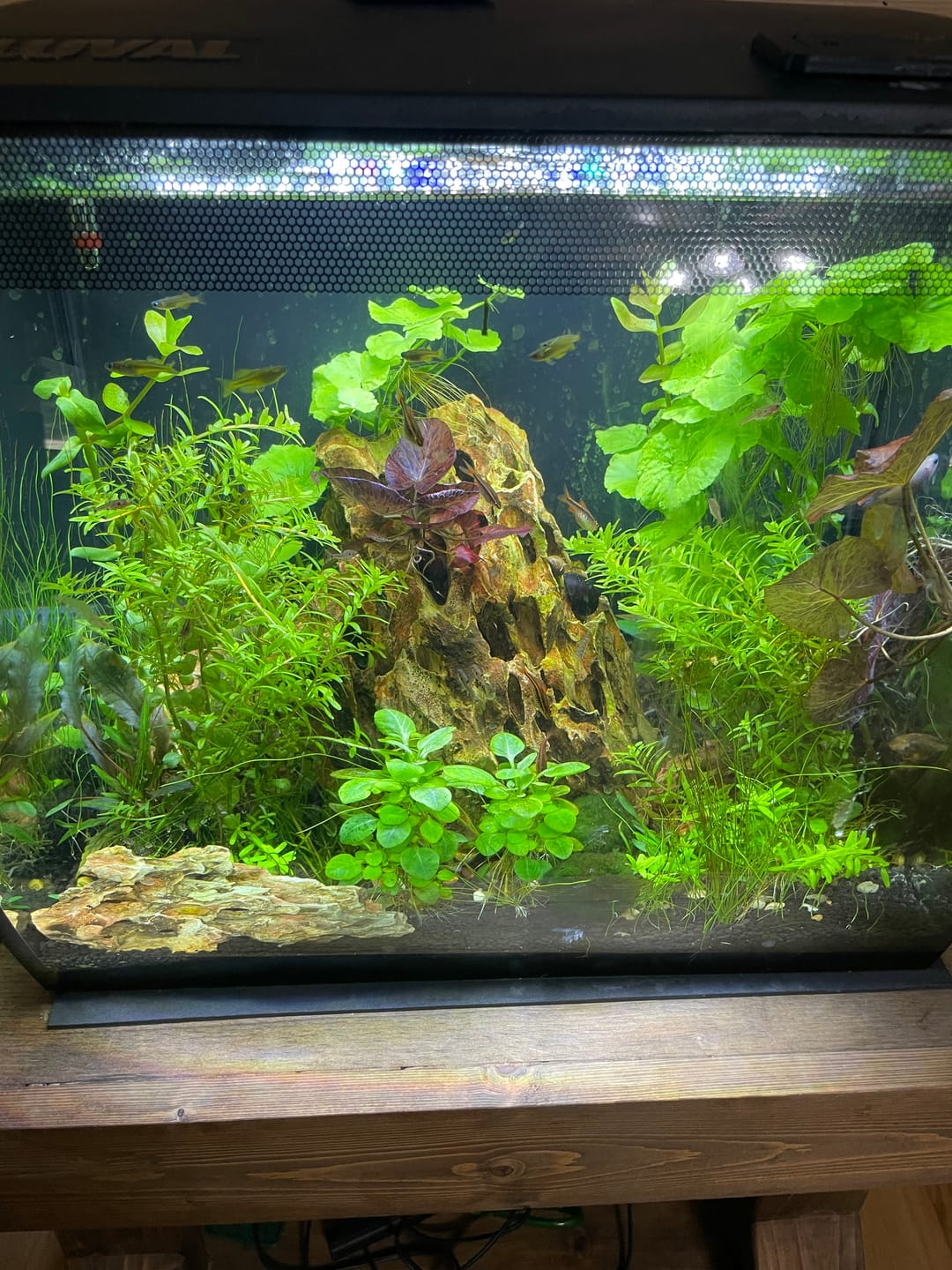 Customer photo review of Rotala Rotundifolia