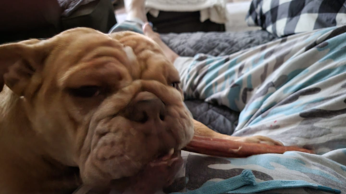 Customer photo review of 12 Inch Thick Braided Bully Stick