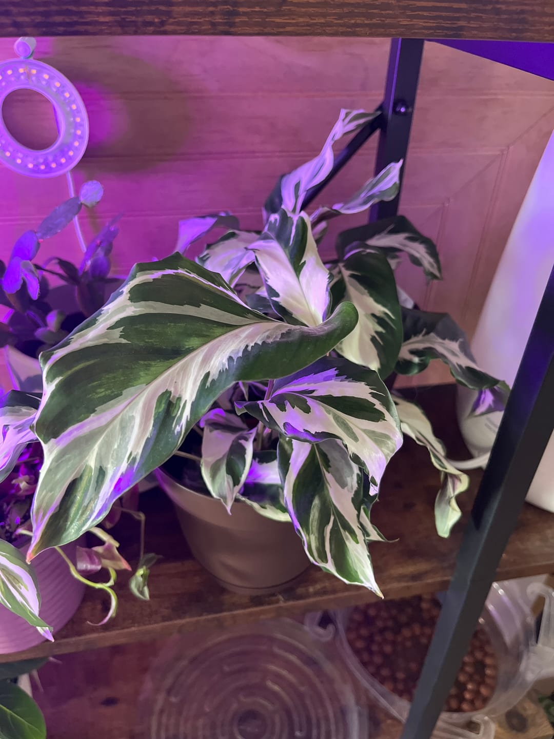 Customer photo review of Calathea 'Stella'