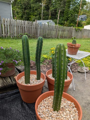Customer photo review of San Pedro Cactus | Echinopsis (Trichocereus) pachanoi