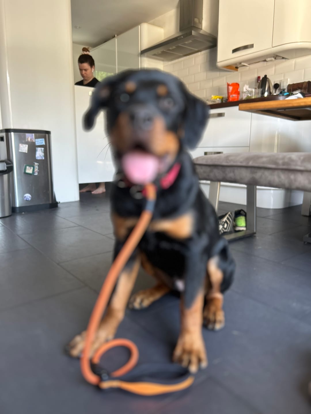 Customer photo review of Slip Lead | Anti-Pull & Anti-Choking Training Lead - Orange