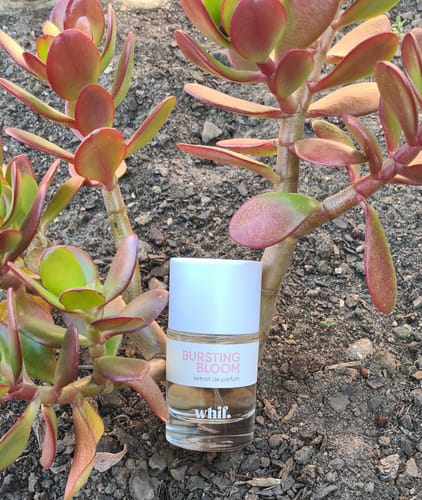 Customer photo review of Bursting Bloom