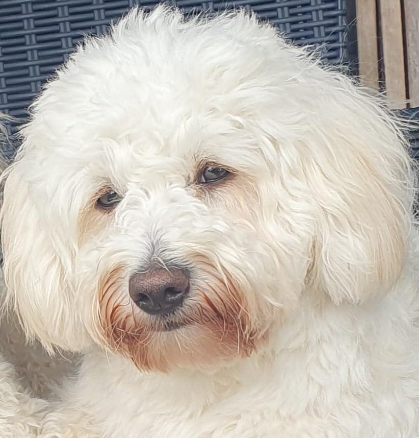 Customer photo review of Tear Stain Eye Wipes for Dogs 100 Pre-soaked & Biodegradable Wipes