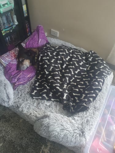 Customer photo review of PaWz Premium Pet Orthopaedic Bed