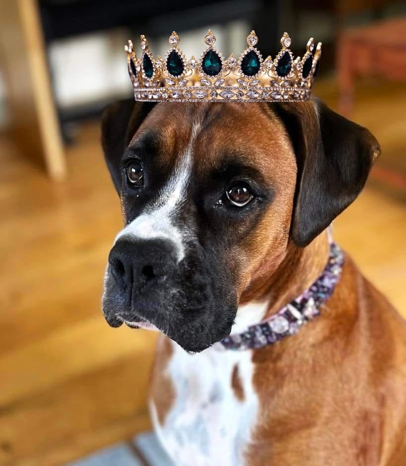 Customer photo review of Dog Duo Pack