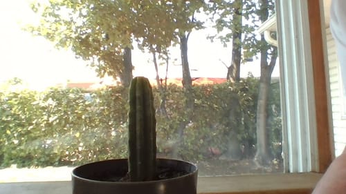 Customer photo review of San Pedro Cactus | Echinopsis (Trichocereus) pachanoi