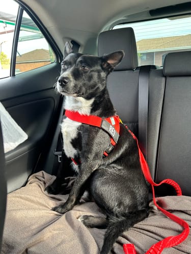 Customer photo review of Dog Lovers Pack | 50% Off