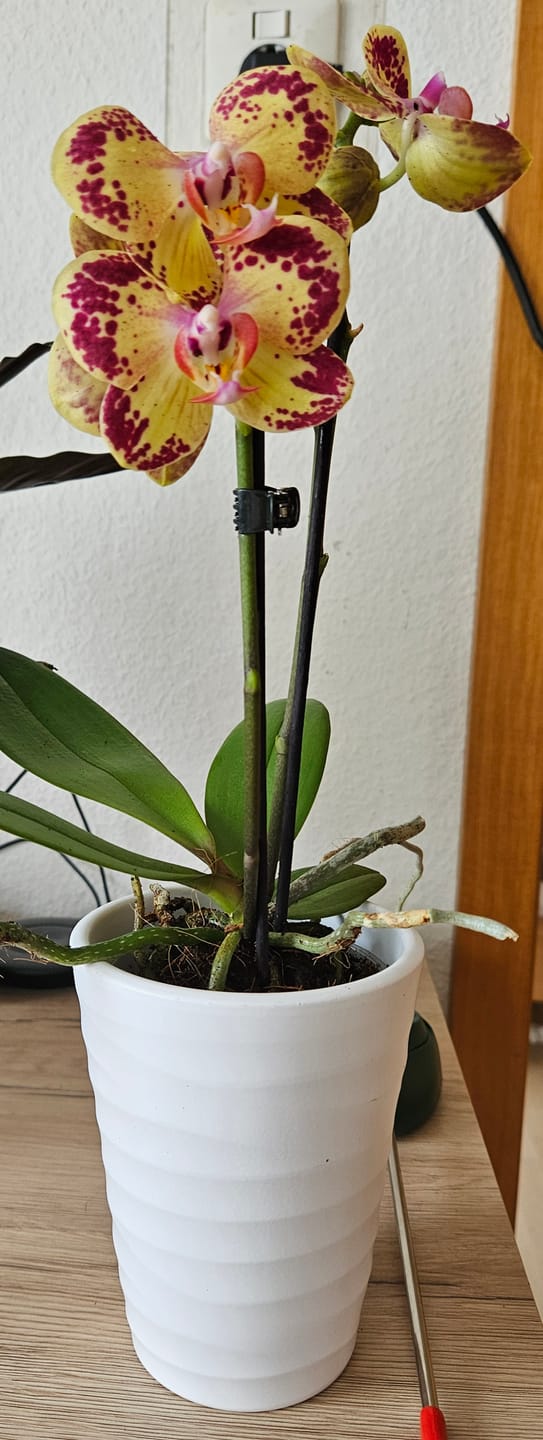 Customer photo review of Übertopf Wave in Weiß mit Wellen (9cm Töpfe)