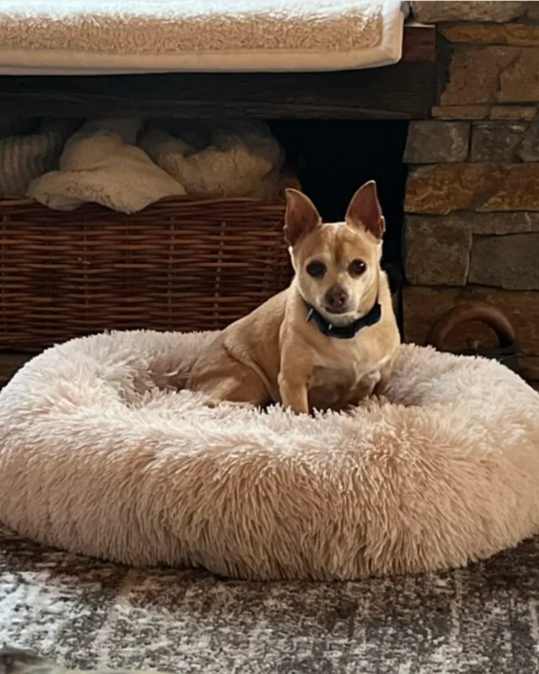 Customer photo review of Calming Dog Bed