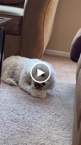 Customer video review of MIX FLAVORED CHEWS ( A PACK OF 4 STICKS )
