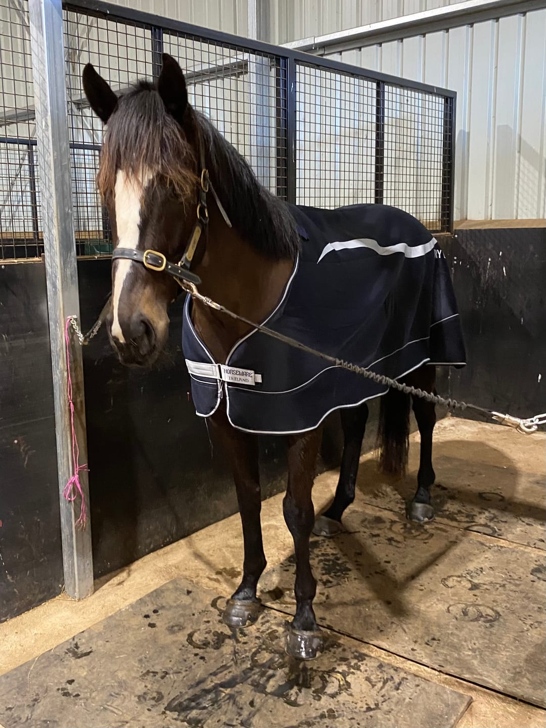 Customer photo review of Horseware Dry Liner