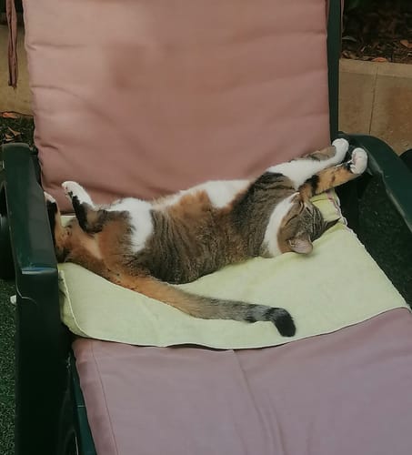 Avis photo d'un client sur Croquettes Chat Stérilisé Sans Céréales - Poulet