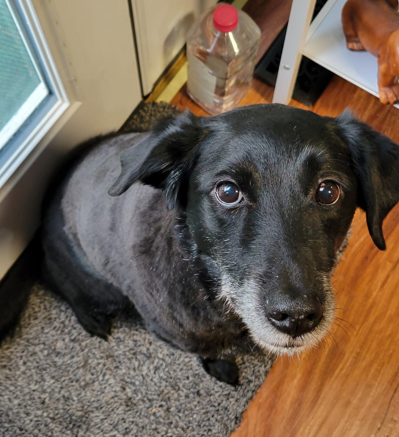 Customer photo review of Original Pet Grooming Vacuum Kit