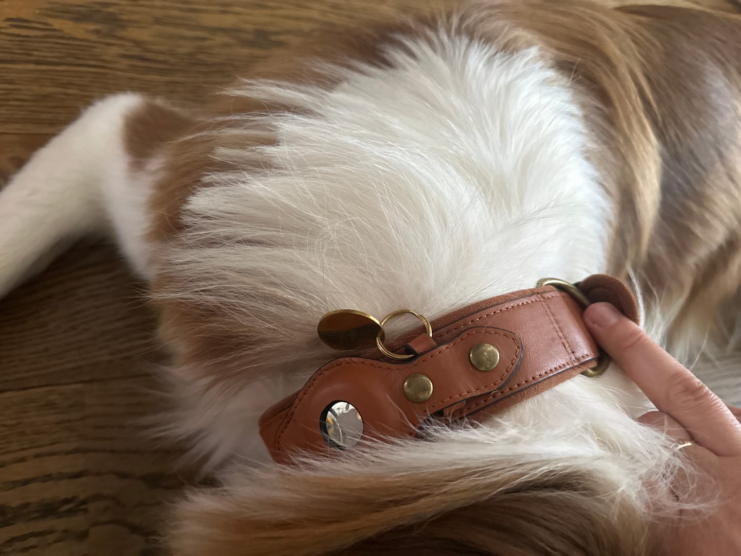 Customer photo review of Keepaws™ Leather AirTag Collar