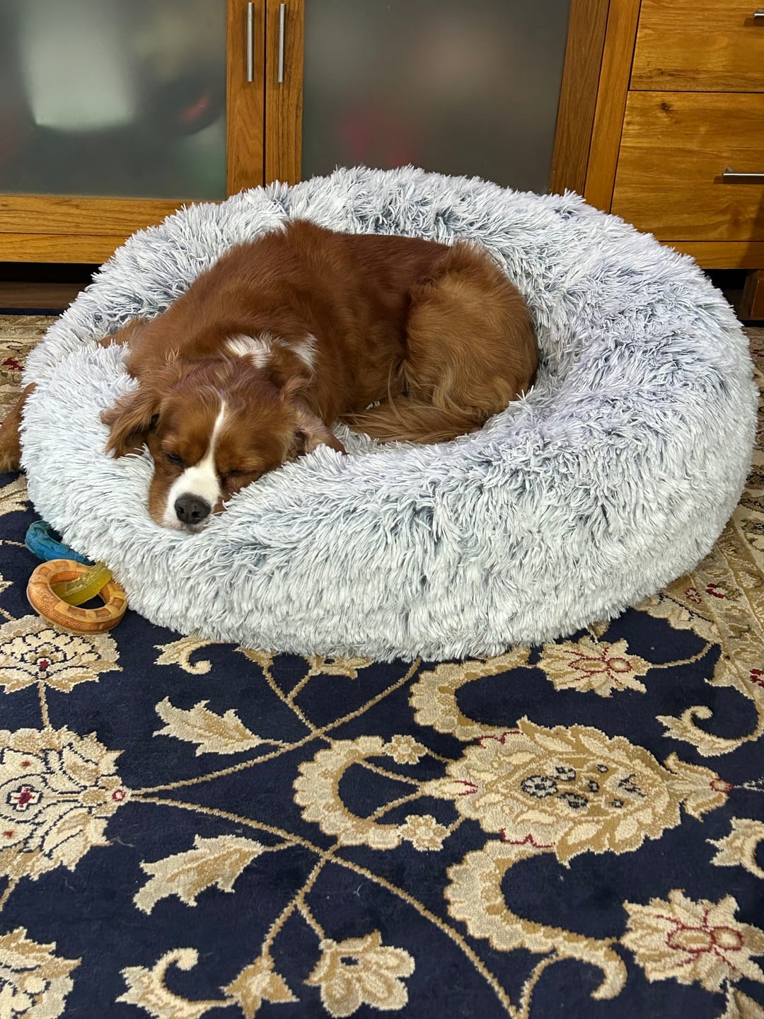 Customer photo review of Spare Calming Dog Bed Cover