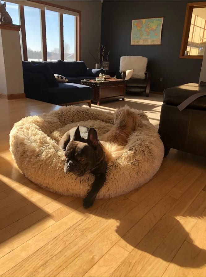 Customer photo review of Calming Dog Bed