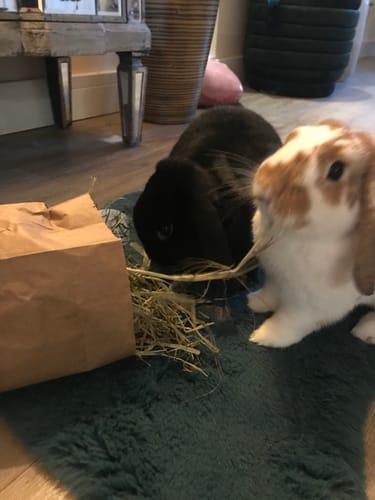 Customer photo review of Timothy Hay Box 'Blend'