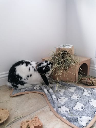 Customer photo review of 50/50 Hay Box