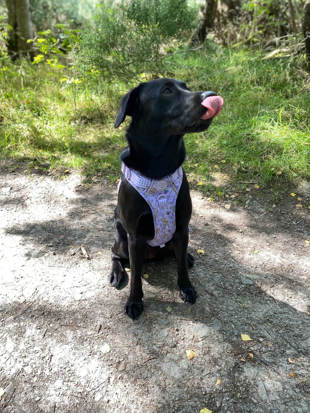 Customer photo review of Disney© Tough Trails™ Harness - Bambi + Friends Lilac