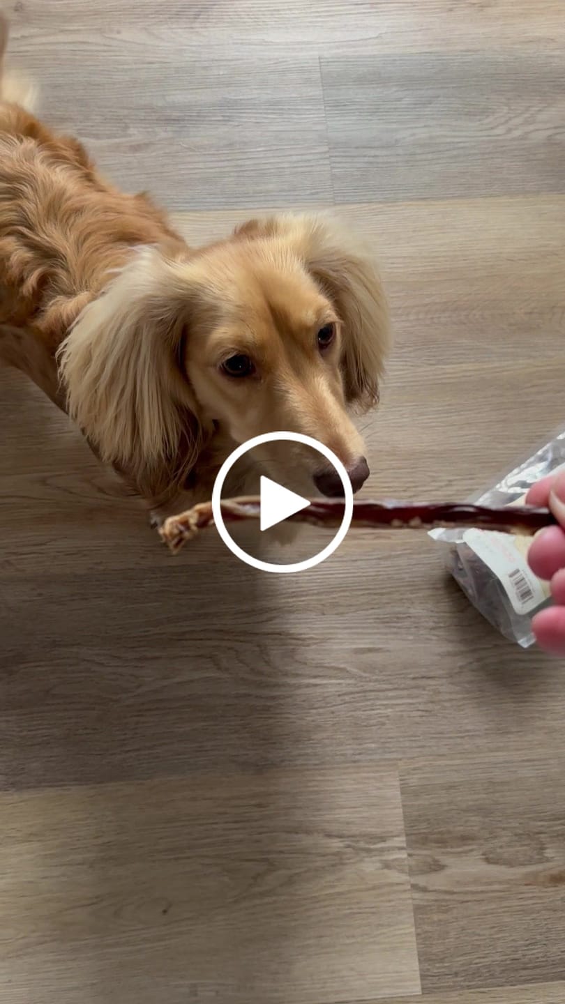 Customer video review of Mini Pork Bullys For Dogs of All Sizes