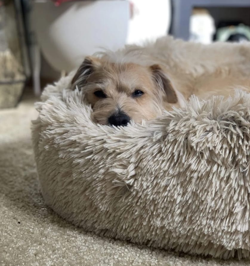 Customer photo review of Calming Dog Bed