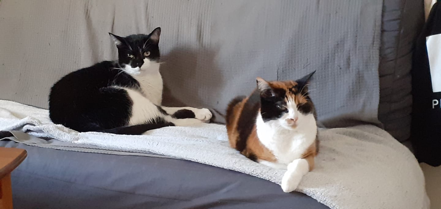 Customer photo review of Croquettes riches en poissons blancs frais (chat stérilisé)