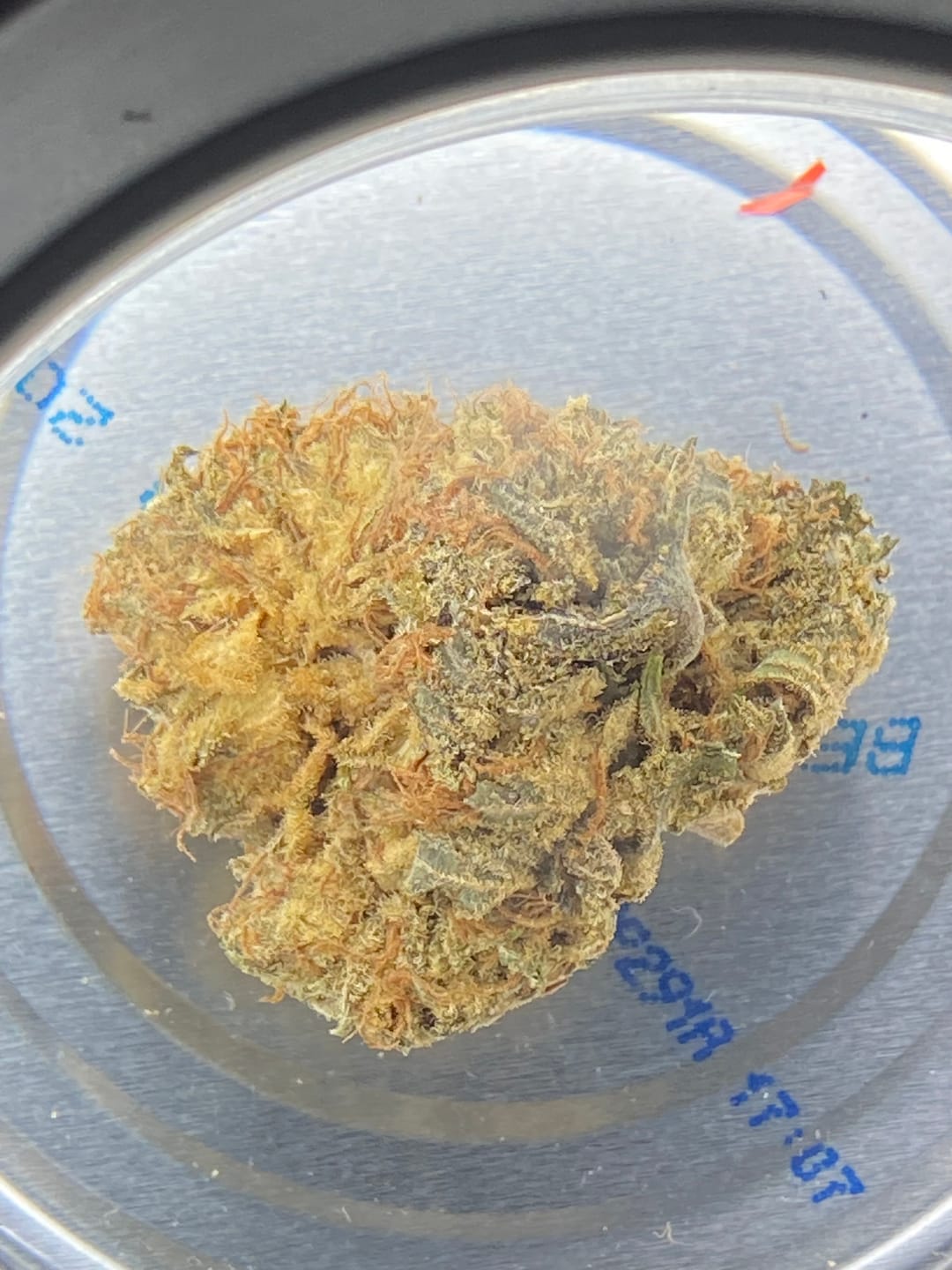 Customer photo review of Jealousy - THCa Flower