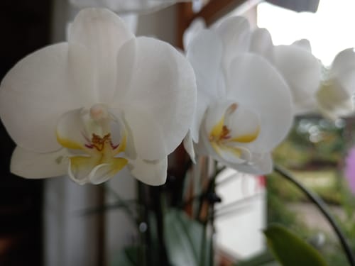 Customer photo review of Große Two of Us mit weißen Blüten und 3 Stielen in Keramik