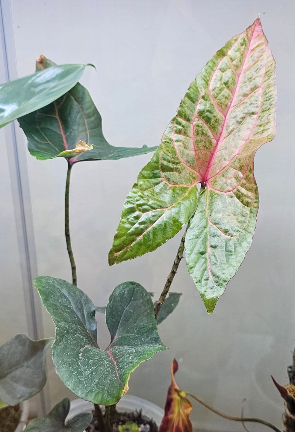 Customer photo review of Cyrtosperma johnstonii