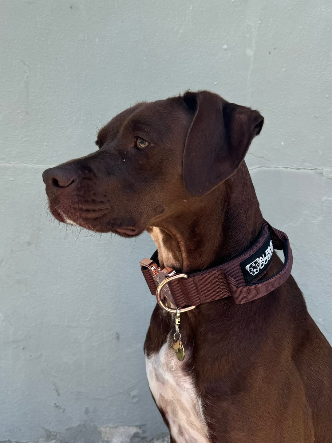 Customer photo review of 1.5" Tacti Dog Collar Slim Luxe - Rose Gold - Chocolate