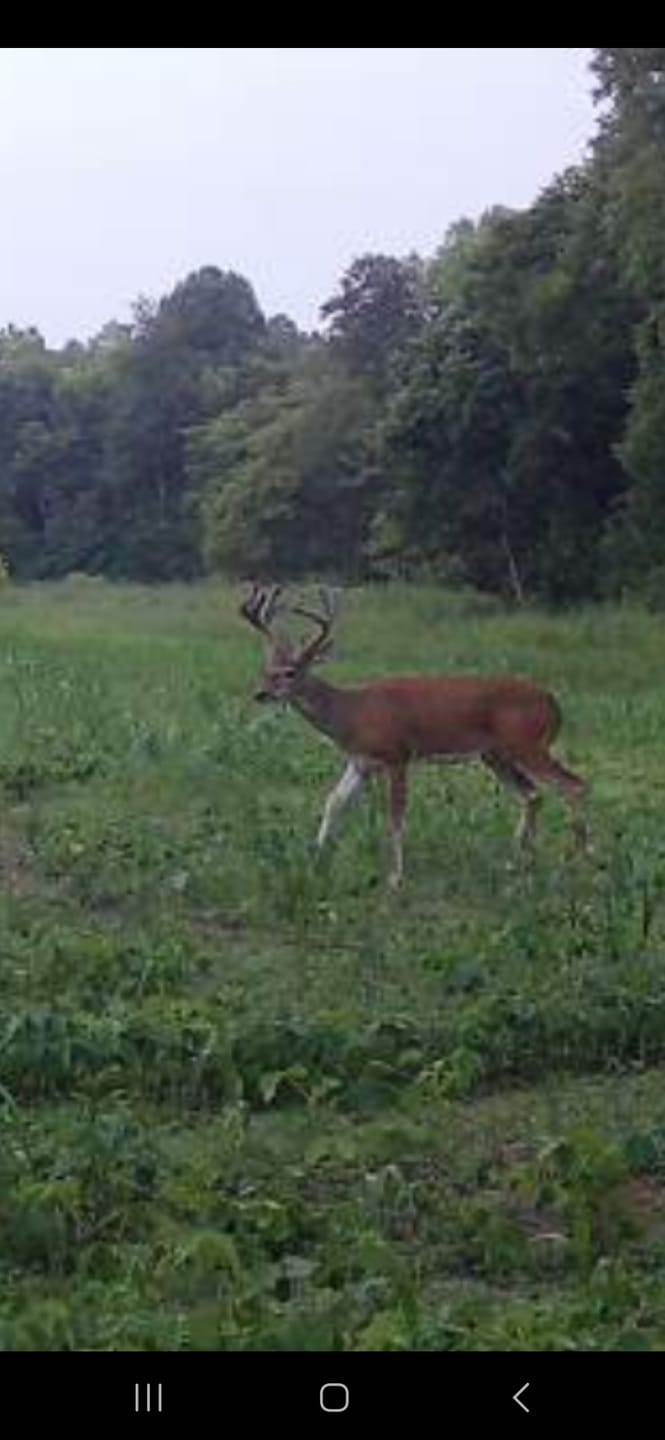 Customer photo review of MonsterBuck Food Plot Soybeans | Roundup Ready