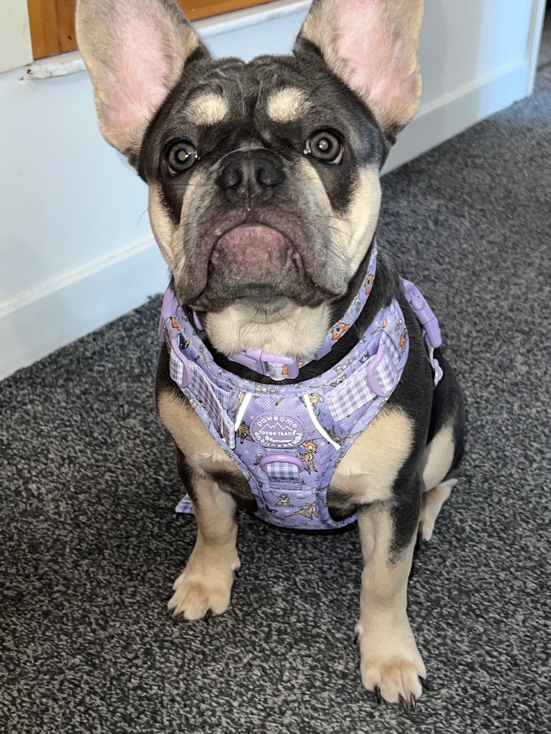 Customer photo review of Disney© Tough Trails™ Harness - Bambi + Friends Lilac