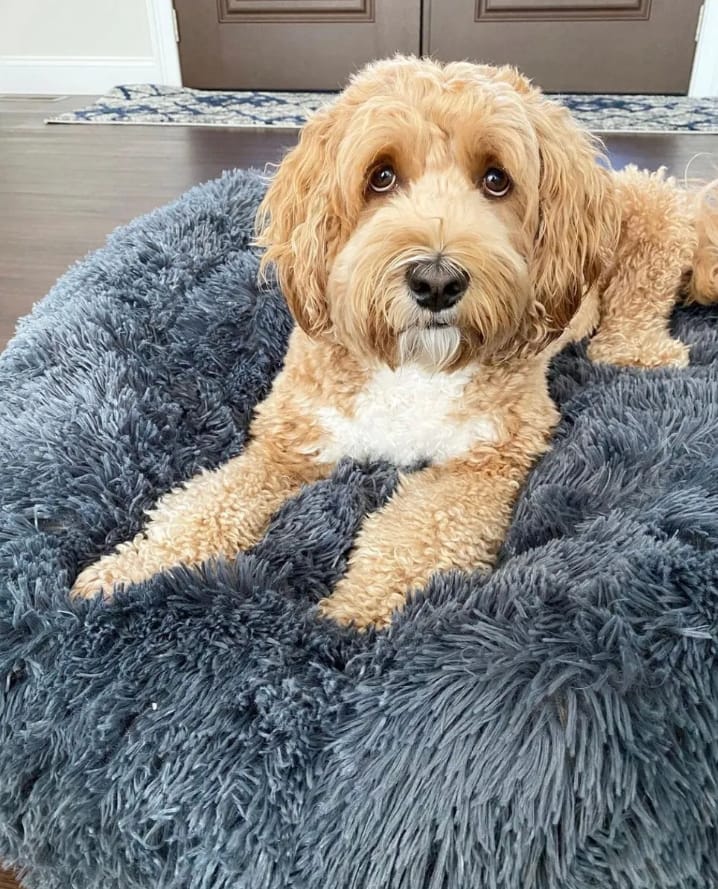 Customer photo review of Calming Dog Bed