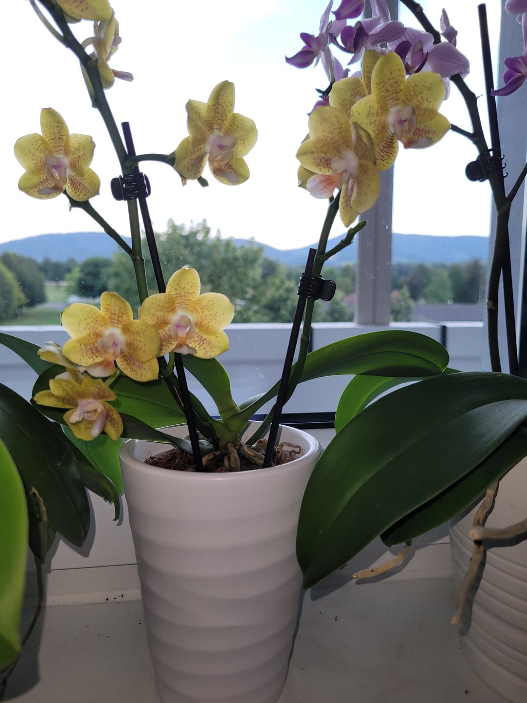 Customer photo review of Duftorchidee Citrin mit gelben Blüten und 2+ Stielen
