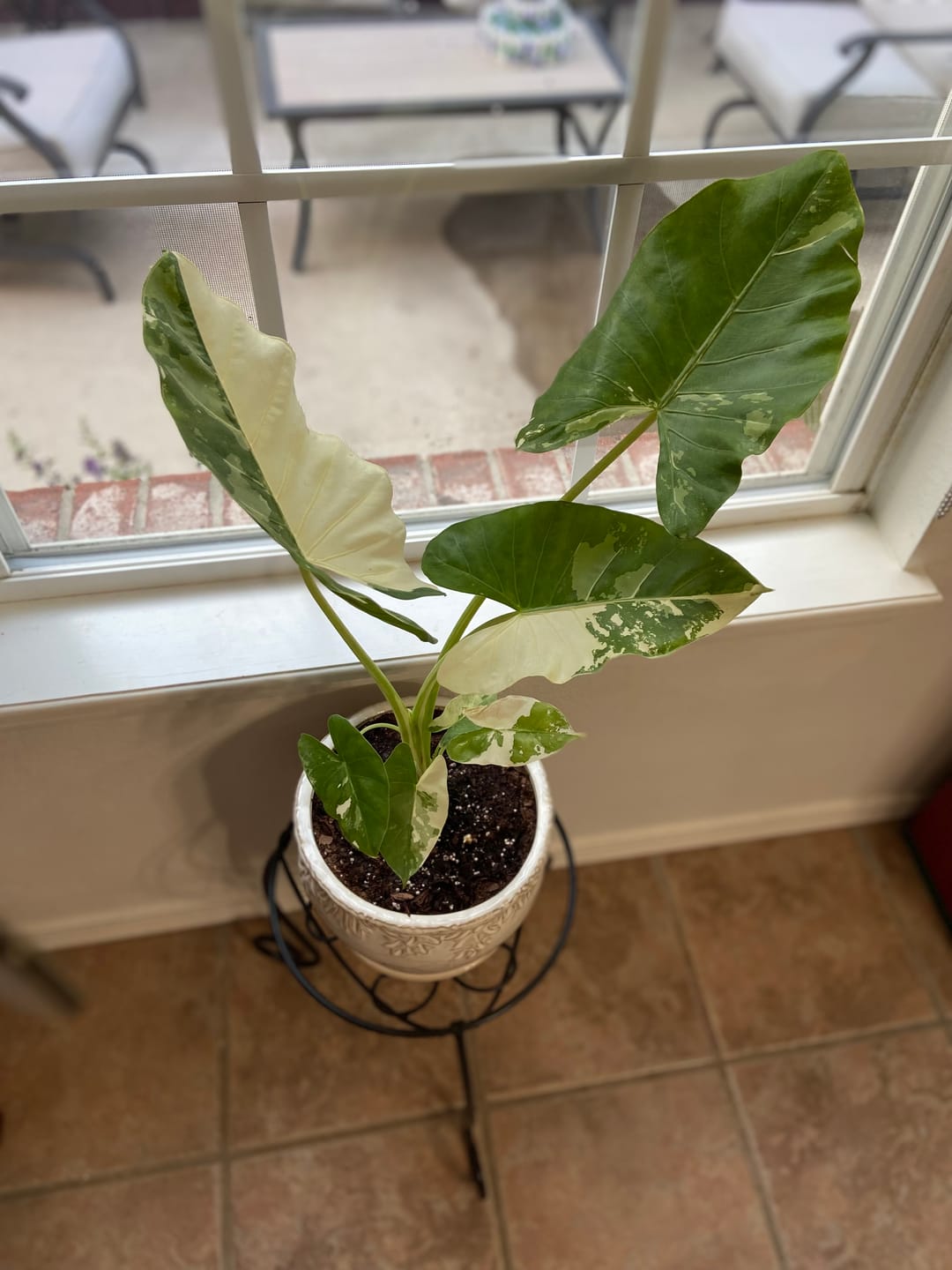 Customer photo review of Alocasia Macrorrhiza Variegata, Collectors Rare And Exotic.