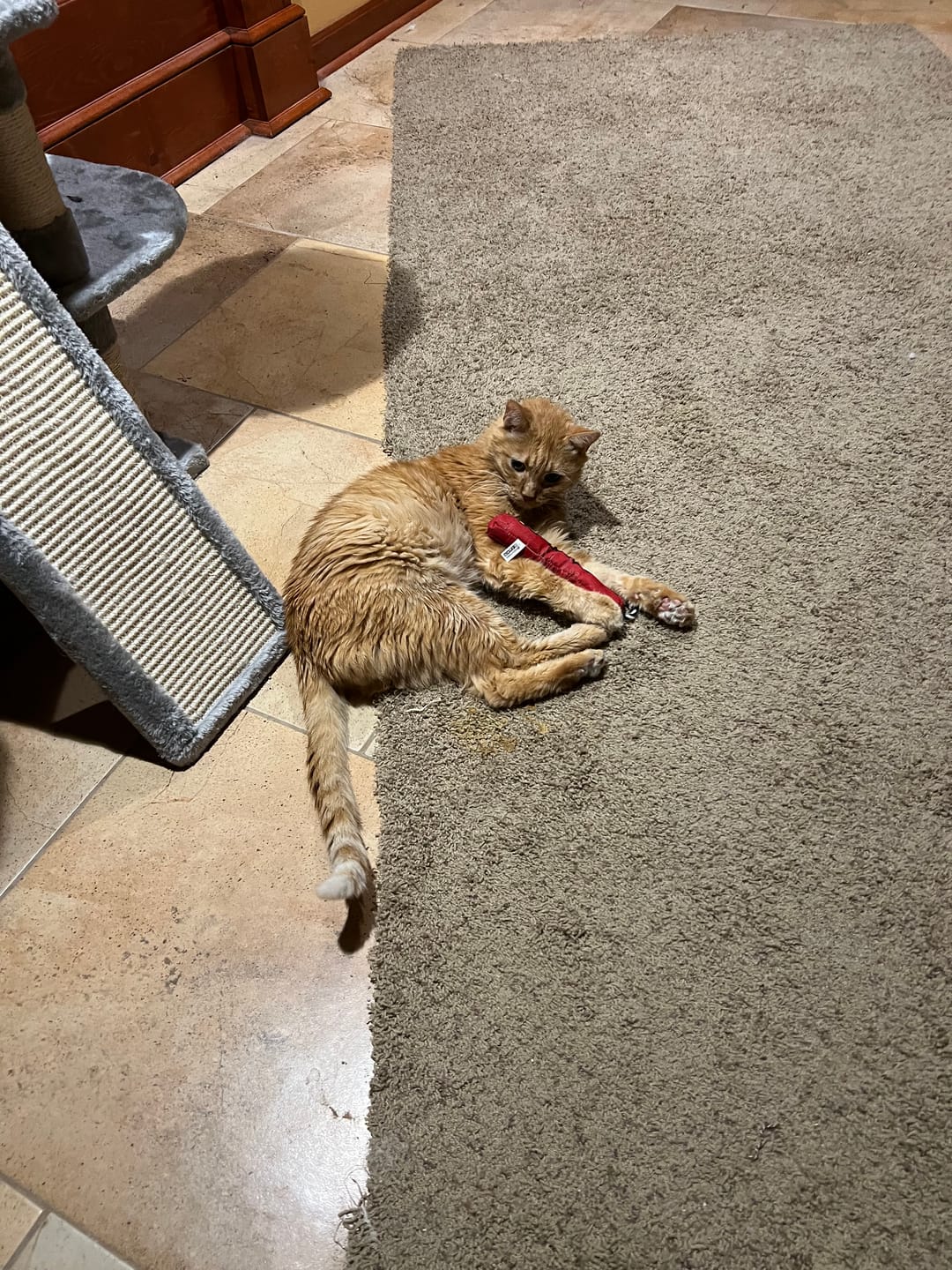Customer photo review of Hyperthyroidism Supplement for Cats - Treats Cat Hyperthyroid, Patchy Hair Loss, and Helps Cat Weight Gain
