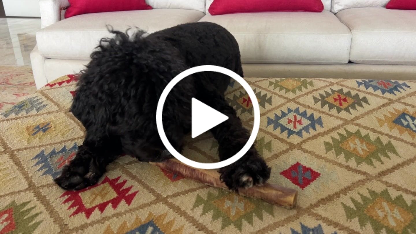 Customer video review of Ostrich Shaft Bones (11" x 2"): The Long-Lasting, Flavorful Chew for Medium to Large Dogs