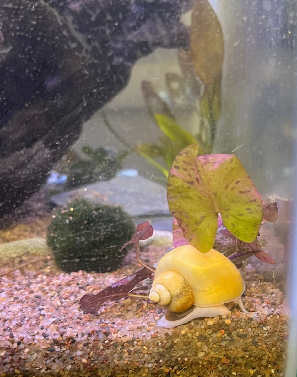 Customer photo review of Gold Mystery Snail