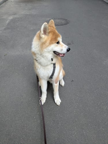 Customer photo review of Biothane Traffic Handle Dog Leash