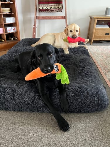 Customer photo review of Orthopaedic Memory Foam Bed