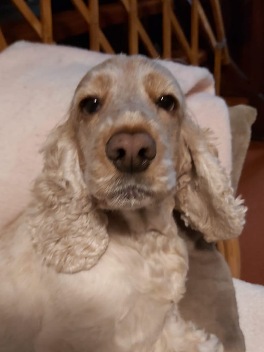 Customer photo review of Pâtées riches en canard& aux petits pois (chien adulte)