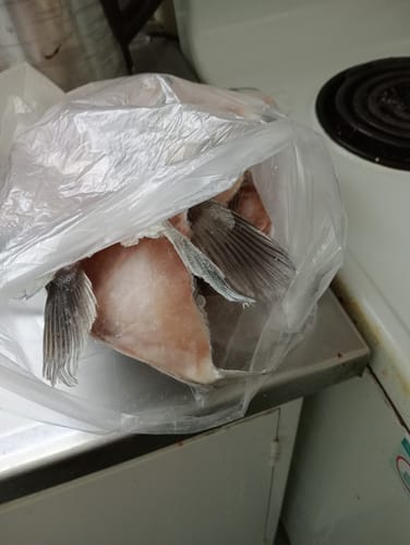 Customer photo review of Fresh Hapuka Wings 500G