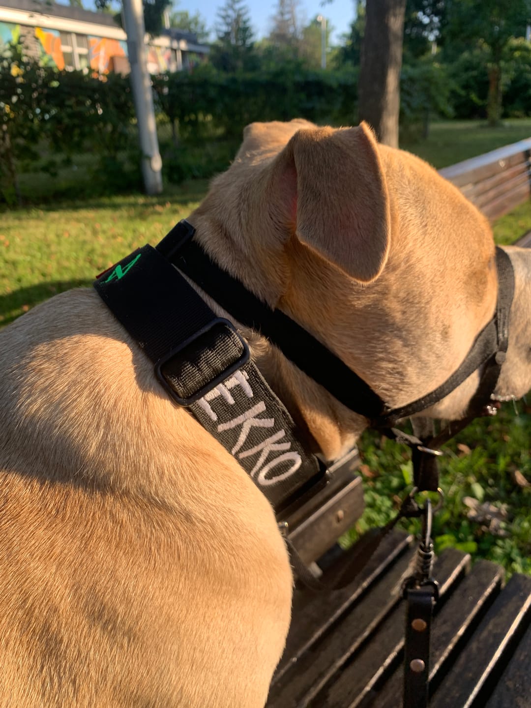 Customer photo review of 1.5" Tacti Slim Dog Collar- Black