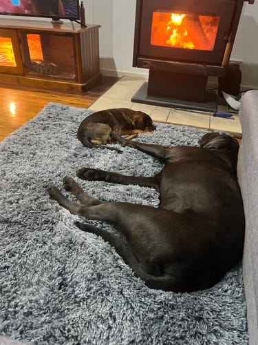 Customer photo review of PaWz Premium SuperMat Calming Bed