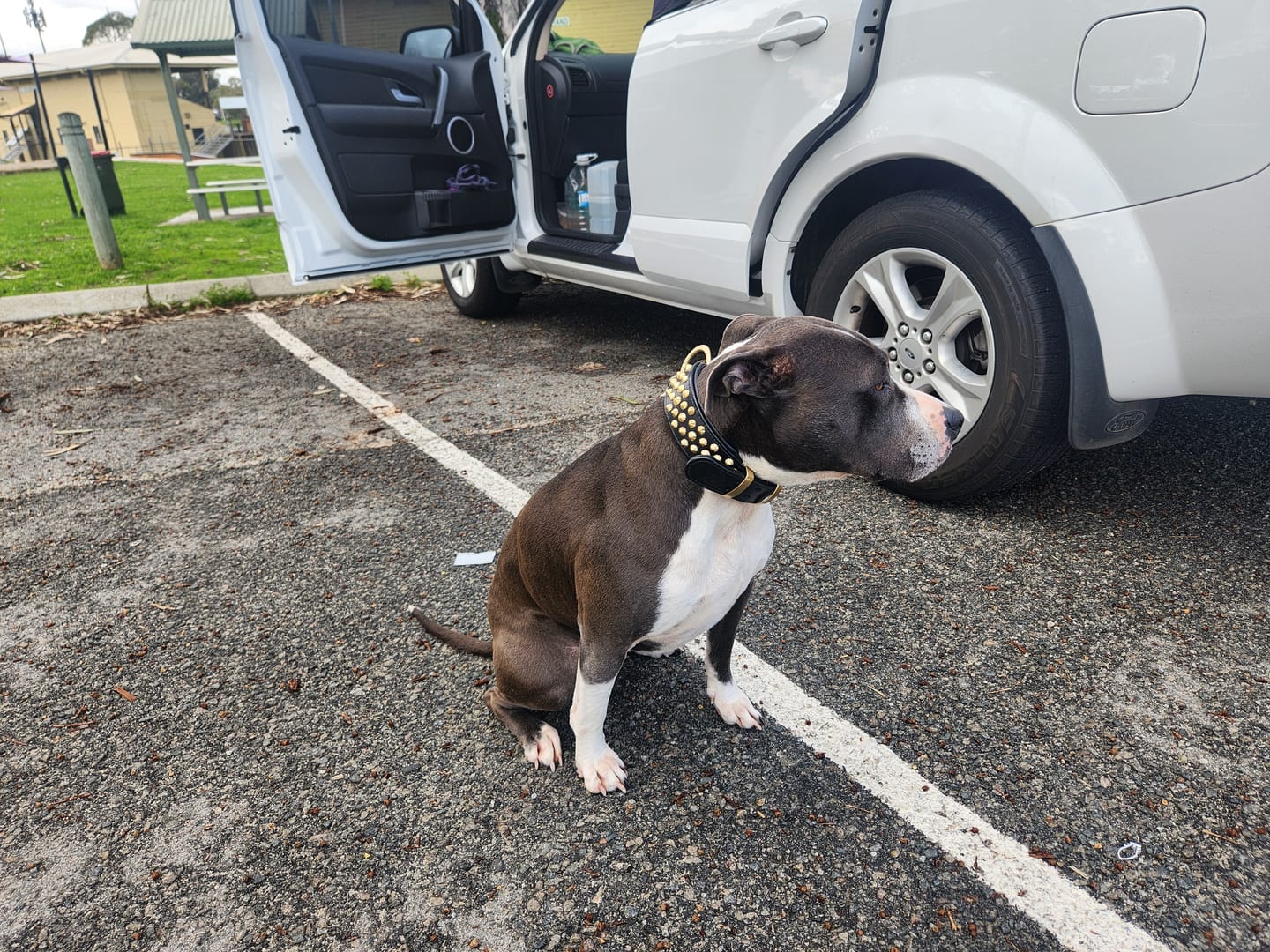 Customer photo review of Hand Made Leather Dog Collar - Ruthless Black & Brass (Wide Fit)