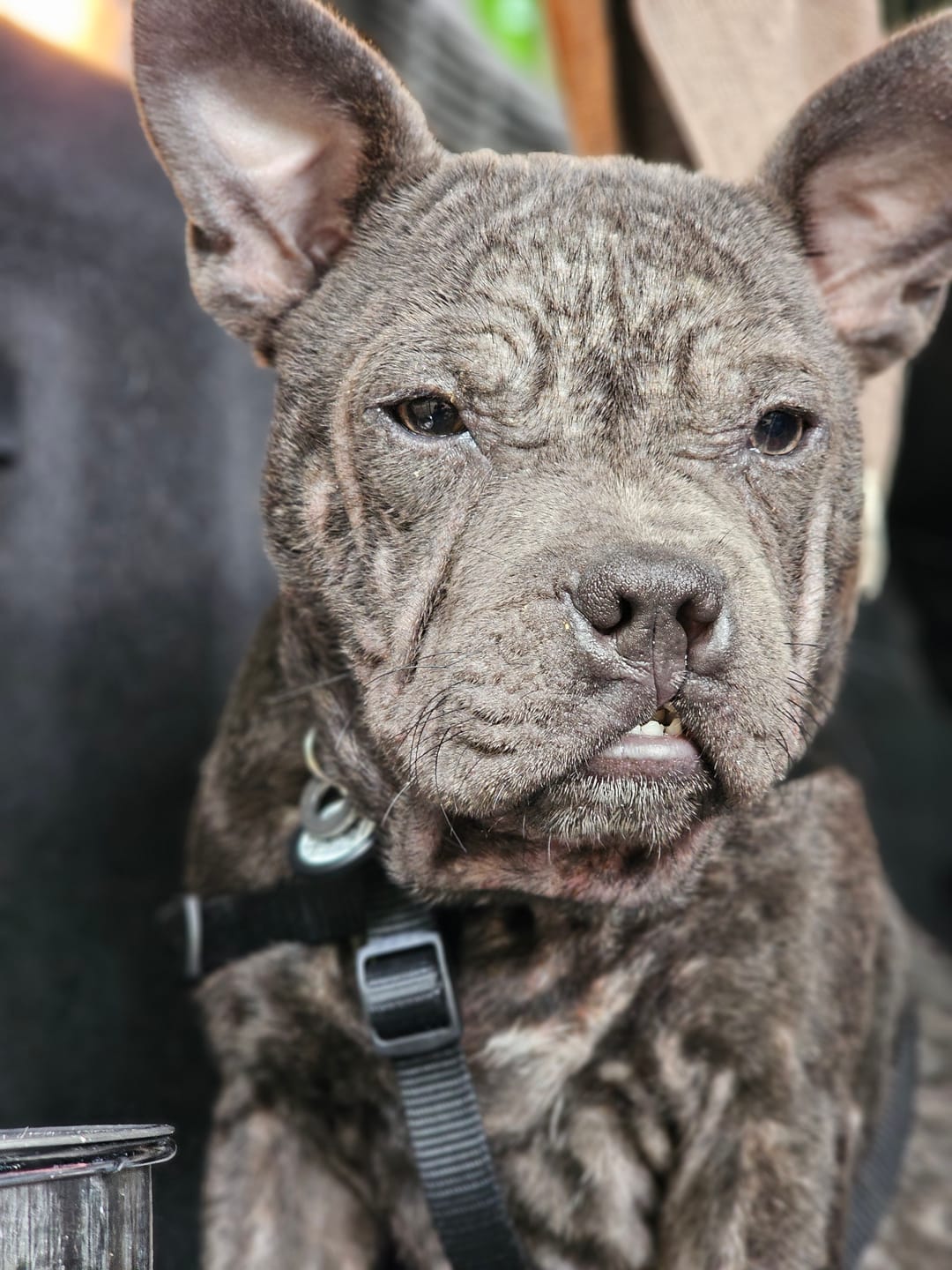 Customer photo review of Dog Gel