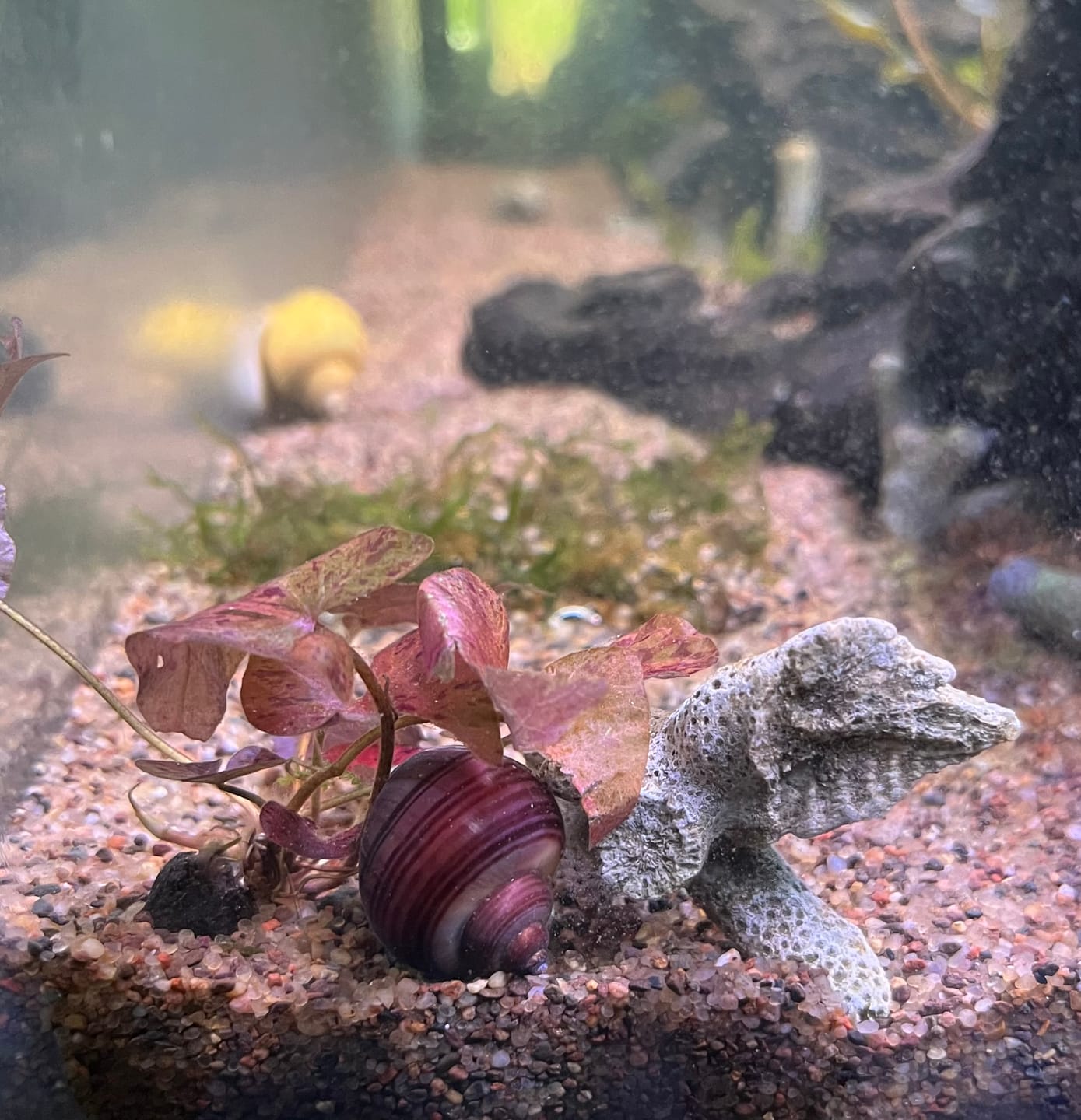 Customer photo review of Magenta Mystery Snail