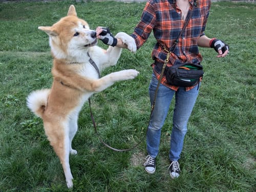 Customer photo review of Biothane Traffic Handle Dog Leash